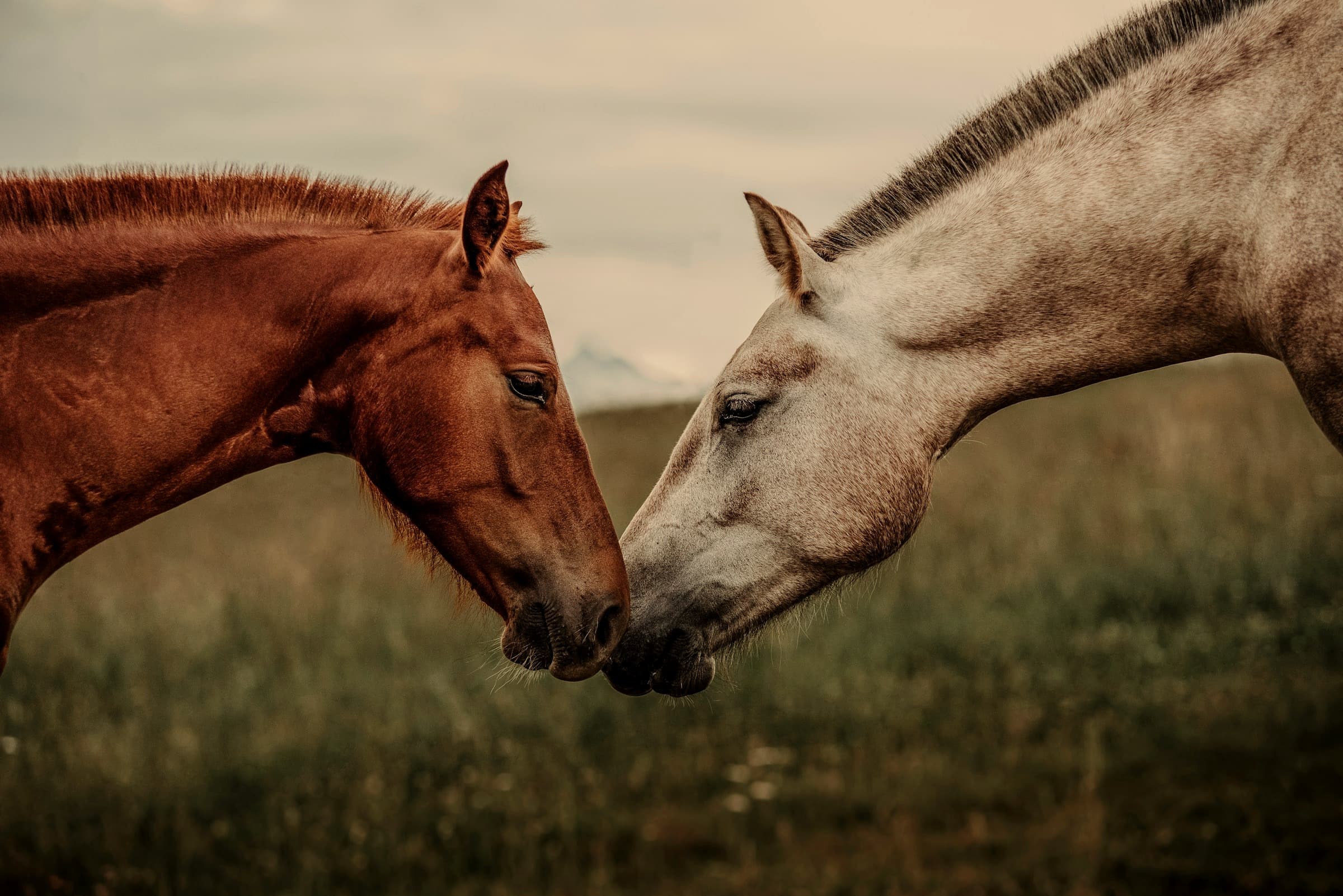 Dos caballos tocándose el hocico, en un gesto de calma y conexión