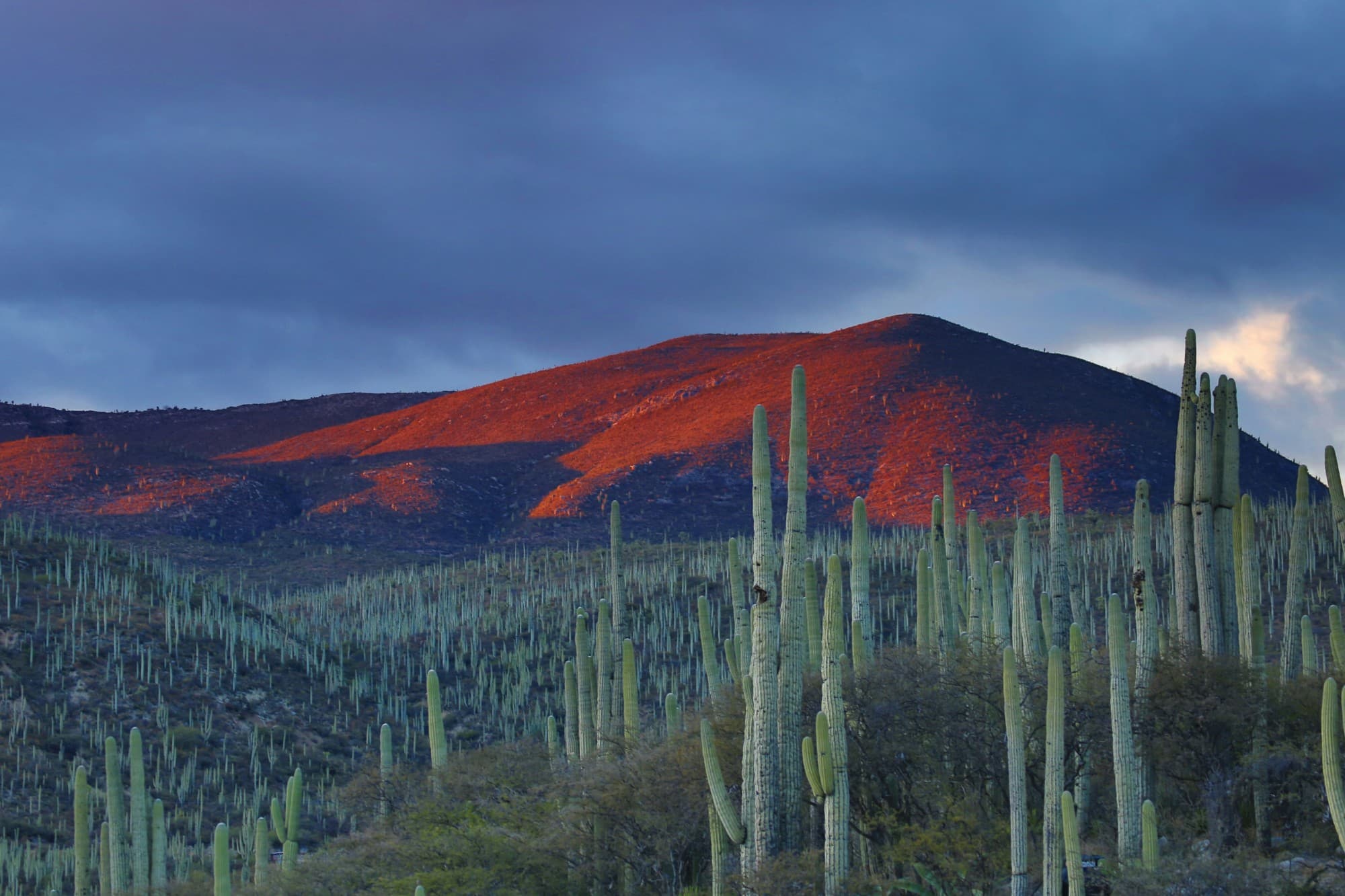 Cactus columnares al atardecer, con un cerro teñido de rojo al fondo