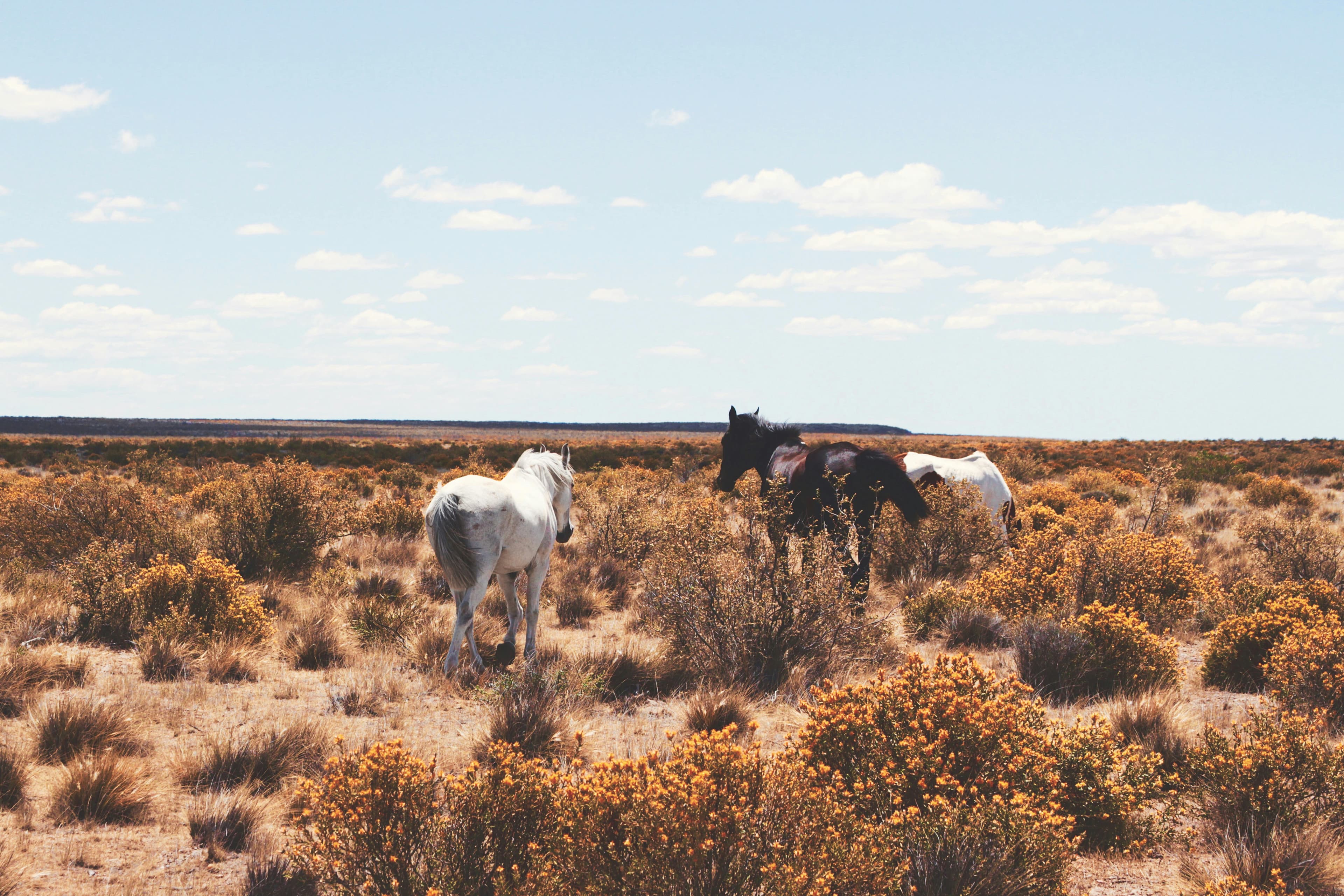 Tres caballos entre arbustos dorados, bajo un cielo despejado